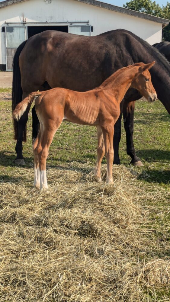 Dressur heste til salg