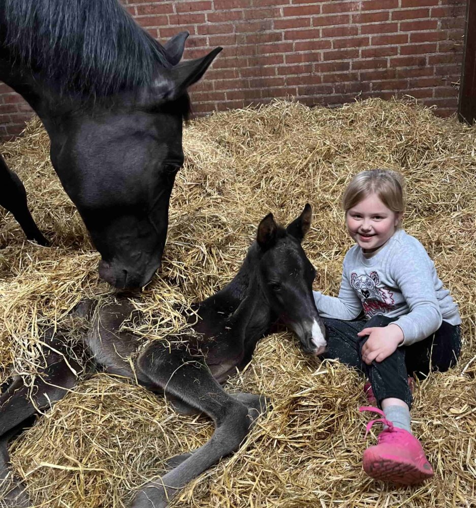 Pige med dressur heste til salg