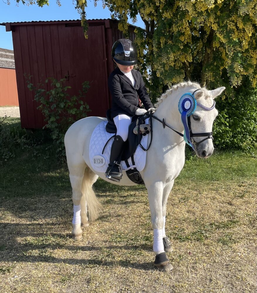 Ponyer og dressur heste til salg